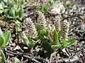 Salix arctica dans la région d'Upernavik