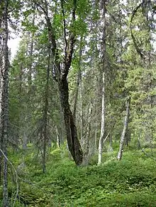 Forêt avec un riche tapis de végétation.