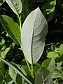 Revers des feuilles de Salix eriocephala var. watsonii.