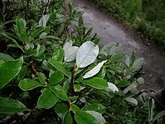 Feuilles vert sombre dessus, glauques au-dessous.