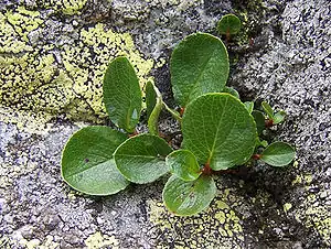 Photographie en couleurs d'une plante herbacée aux tiges rouges et aux feuilles larges et arrondies.