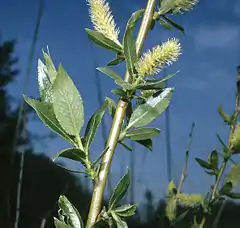 Description de l'image Salix lucida(01).jpg.