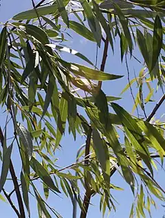 Description de l'image Salix mucronata - Cape Silver Willow - South Africa.jpg.