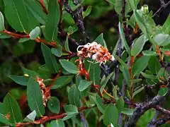 Description de l'image Salix myrtilloides.jpg.