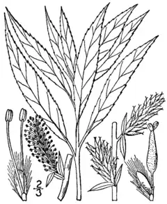 Description de l'image Salix petiolaris BB-1913.png.