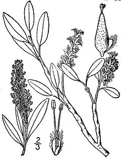 Description de l'image Salix phlebophylla(01).jpg.