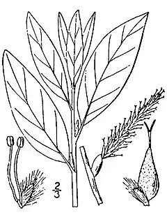 Description de l'image Salix planifolia(03).jpg.