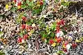 Salix polaris près de Longyearbyen