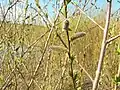 Salix purpurea, débourrage de printemps, fleurs (début de la floraison) et jeunes pousses de feuilles.