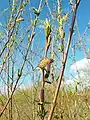 Salix purpurea, fleurs mâles (on voit ici leur opposition et sub-opposition caractéristiques).