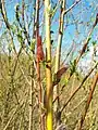 Salix purpurea, fleurs mâles à anthères rouges.