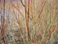 Salix purpurea, rameaux au repos hivernal et bourgeons.