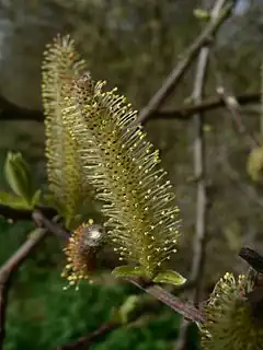 Description de l'image Salix sitchensis 38179.JPG.