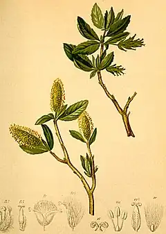 Description de l'image Salix waldsteiniana Atlas Alpenflora.jpg.