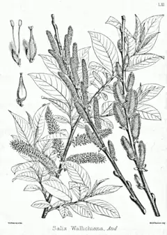 Description de l'image Salix wallichiana Bra61.png.