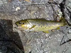 Salmo cettii