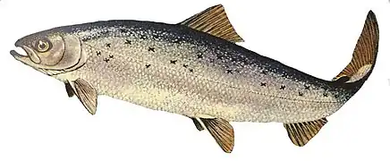 Salmo salar.