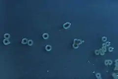 Petites bactéries bleutées