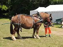Gros cheval roux vu de profil avec son harnais