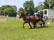 un cheval marron tirant un petit attelage