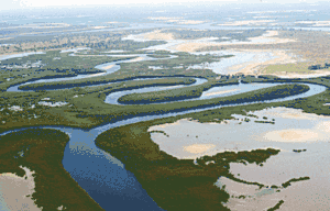 Méandres saumâtres du delta du Sine-Saloum (Sénégal, entre la Petite-Côte et la Gambie), une région de mangroves classée Parc national en 1978.