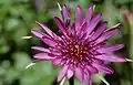 Tragopogon porrifolius