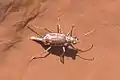 Cicindela nevadica lincolniana.