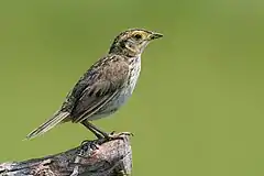 Description de l'image Saltmarsh sharp tailed sparrow.jpg.