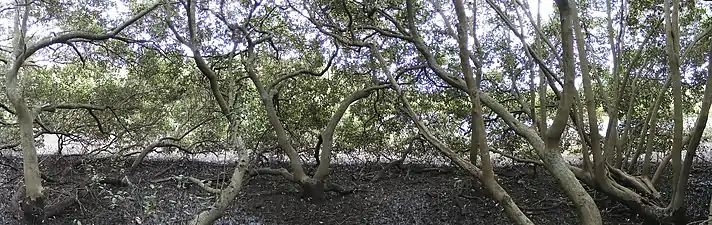 À l'intérieur d'une canopée de mangrove, Salt Pan Creek (en), Nouvelle-Galles du Sud.