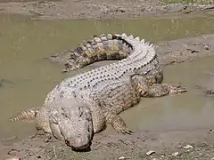 Crocodile marin.