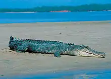 Crocodile vu de profil sur un banc de sable, avec un bras de mer en arrière plan puis la côte.