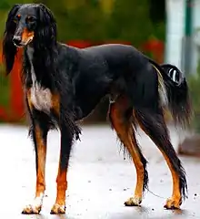 (en)Saluki dog breed