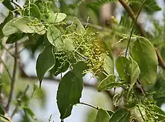 Description de l'image Salvadora persica (Peelu) W IMG 6940.jpg.