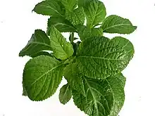 Image d'une jeune plante de Salvia divinorum