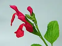 Salvia microphylla, verticille de 2 fleurs