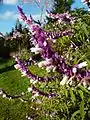 Salvia leucantha, Mexique