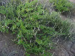 Description de l'image Salvia mellifera.jpg.