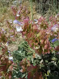 Calice rougeâtre de Salvia pomifera