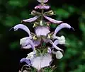 Inflorescence, quelques verticilles