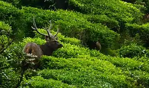 Le sambar est la plus grande espèce de cervidé dans la région.