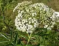 Sambucus canadensis en fleur.