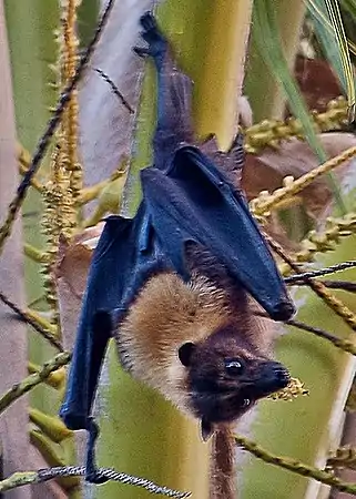 Roussette géante de Samoa (P. samoensis).