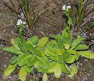 La samole de Valérand (Samolus valerandi).