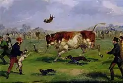 (en)Bull-baiting (Angleterre, XIXe siècle)