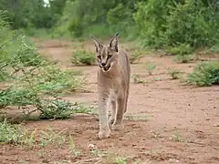 Description de cette image, également commentée ci-après