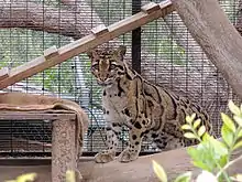 Panthere nébuleuse debout sur un tronc d'arbre.