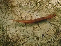Description de l'image San Marcos salamander.jpg.
