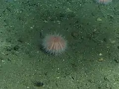 Un individu observé à 175 m de profondeur en Californie.