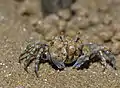 Crabe amphibie Dotillidae Scopimera