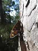 Papillon sur un arbre.